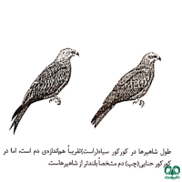 گونه کورکور سیاه Black Kite